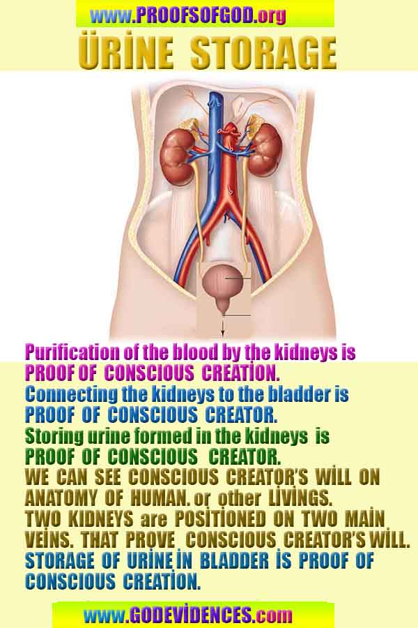 Allahın delilleri kanıtları