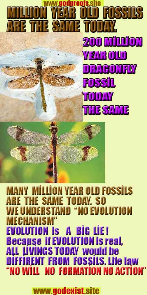 Allahın delilleri kanıtları