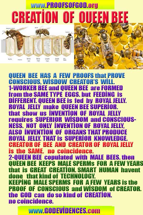 Allahın delilleri kanıtları