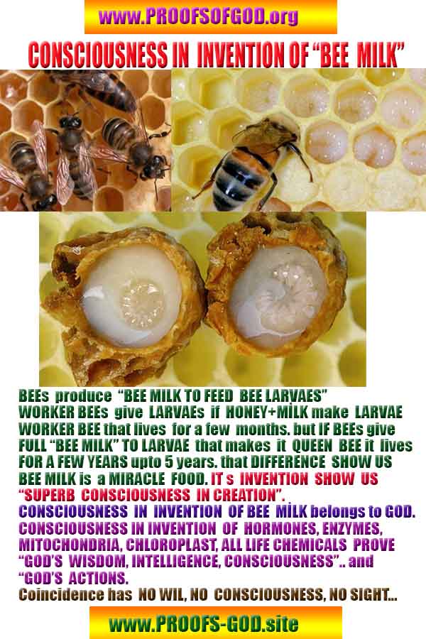 Allahın delilleri kanıtları