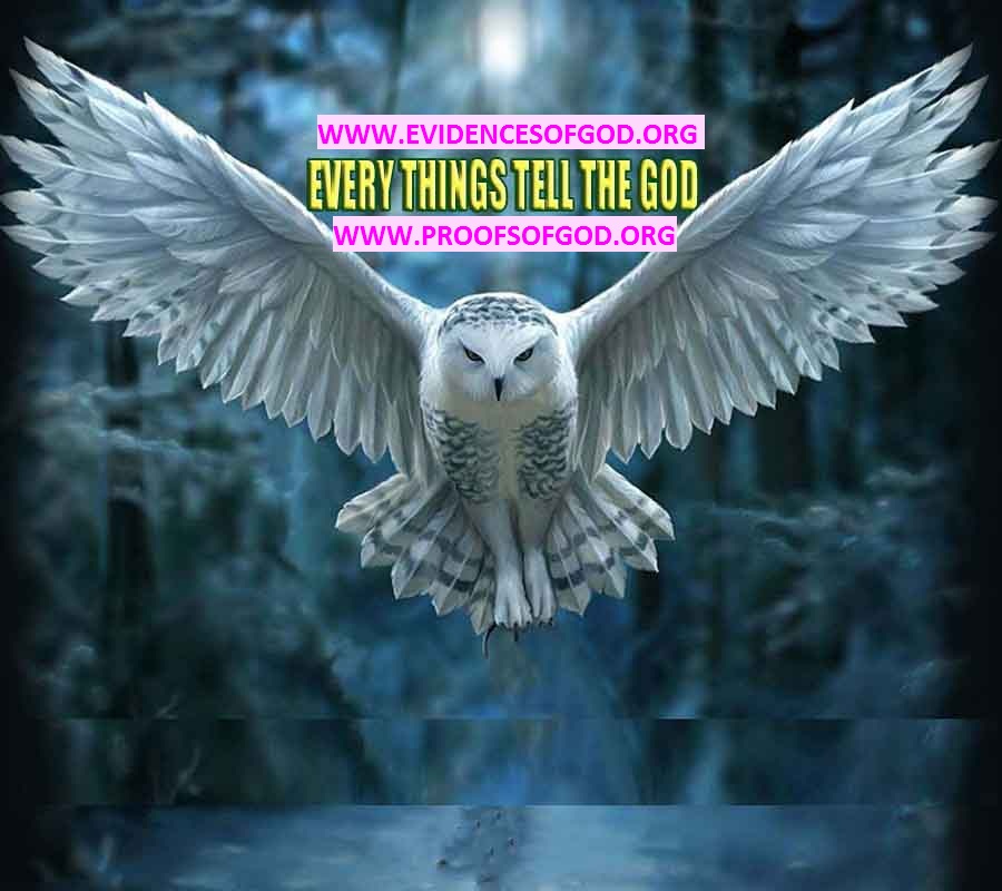 Allahın delilleri kanıtları