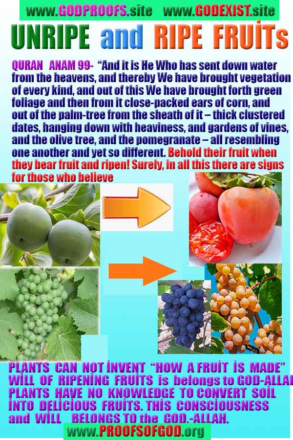 Allahın delilleri kanıtları